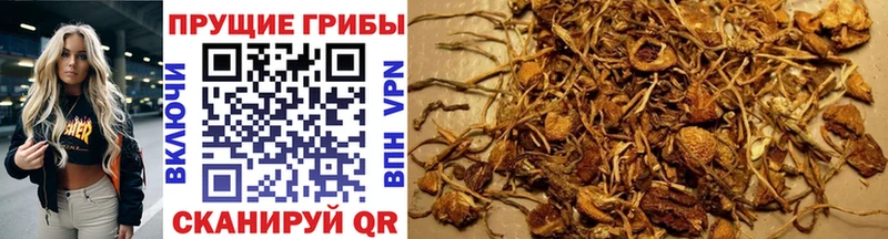 мега tor  Островной  Галлюциногенные грибы Psilocybe  цены  